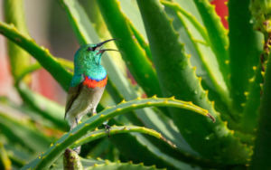 Aloe vera for healthy hair | breezeaprilshop.com