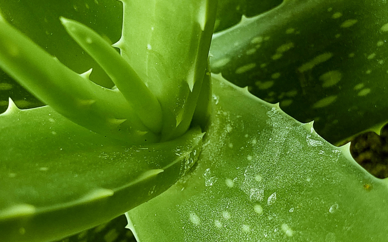 Aloe vera is the best hair scalp in your healthy hair | breezeaprilshop.com